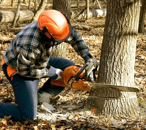 Tree Removal in Canyon Country, CA